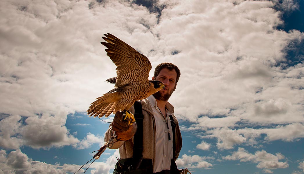 Control de aves con halcón peregrino.  Cetrería en Uruguay.